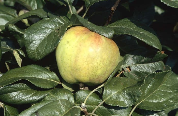 apple 'George Neal'