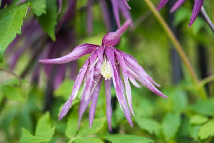 clematis [Octopus]