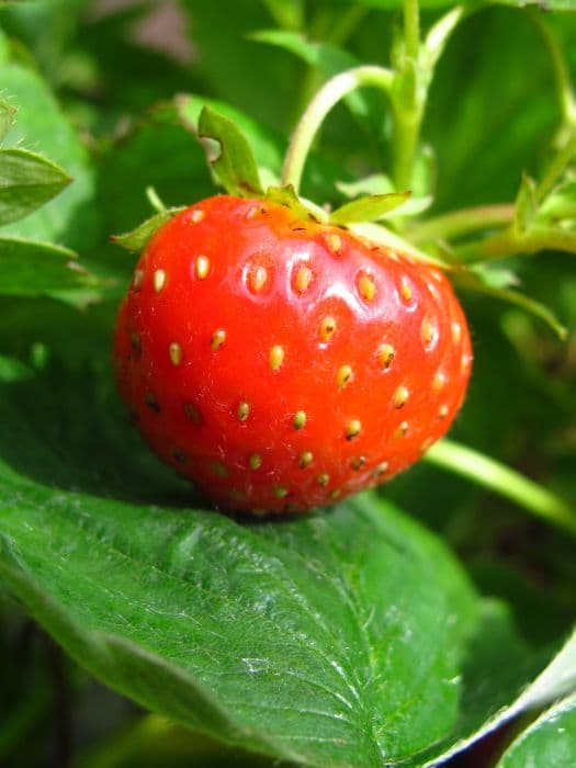 strawberry 'Redgauntlet'