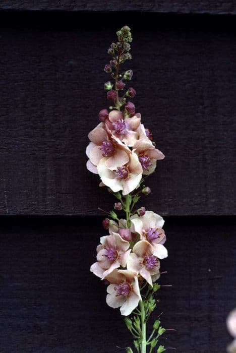 mullein 'Patricia'