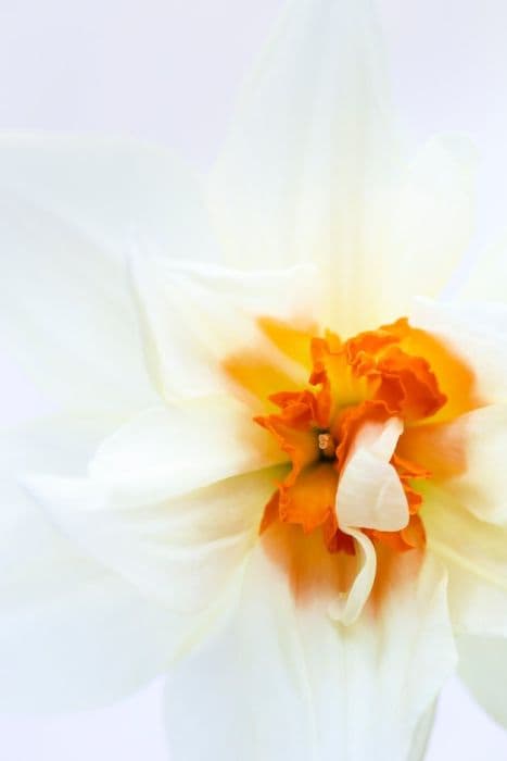 Daffodil 'Twink'