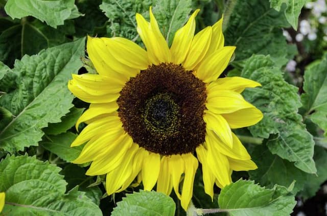 Sunflower 'Ballad'