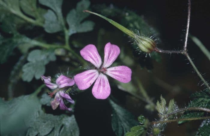 herb robert