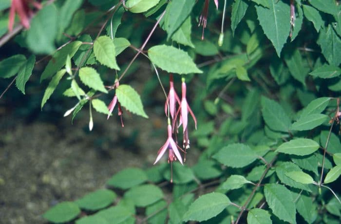 hardy fuchsia