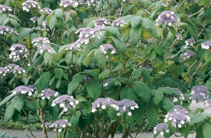 hydrangea Villosa Group