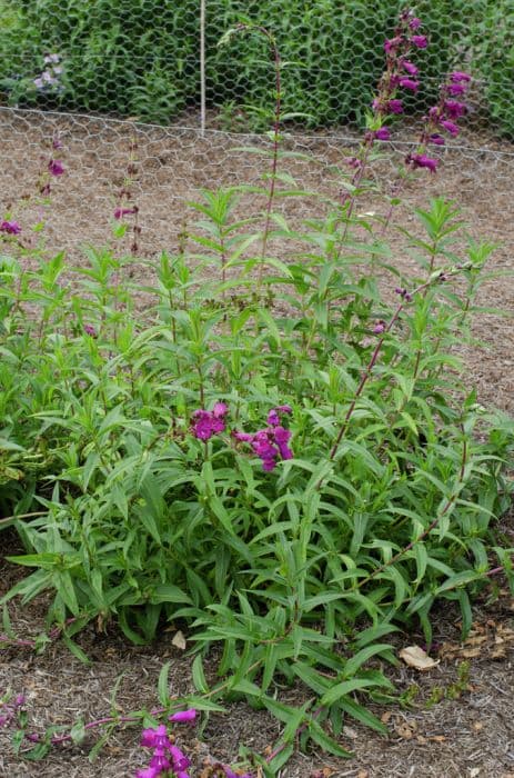 penstemon 'Midnight'