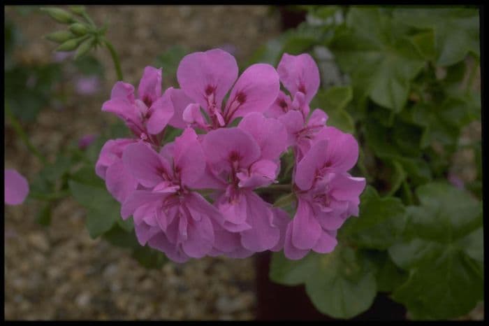 pelargonium 'La France'