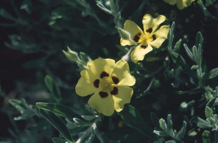 woolly rock rose