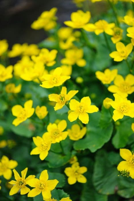 marsh marigold