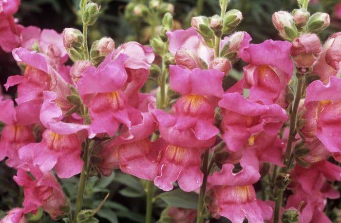 snapdragon 'Coronette Cherry'