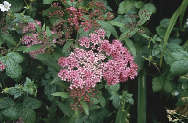 Japanese spirea 'Dart's Red'