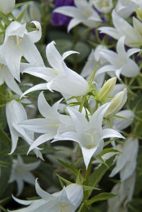 nettle-leaved bellflower