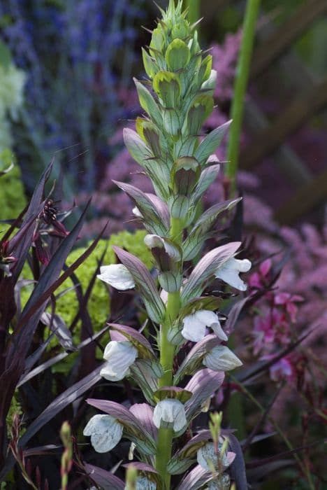 bear's breech 'Morning's Candle'