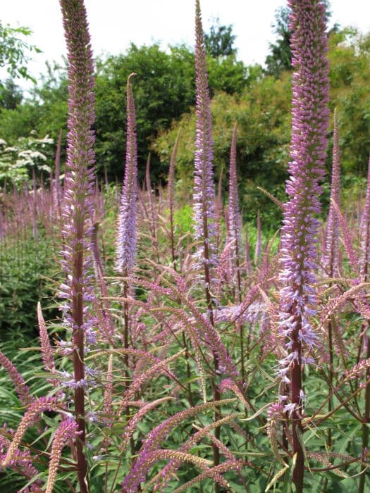 Culver's root 'Adoration'