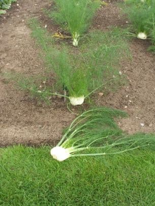 fennel (Florence) 'Rondo'