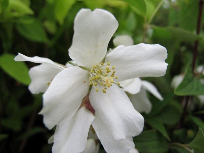 mock orange 'Dainty Lady'