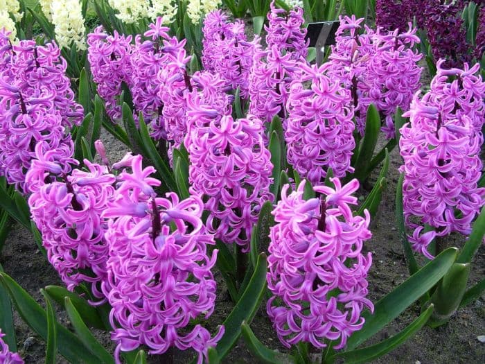 hyacinth 'Paul Hermann'