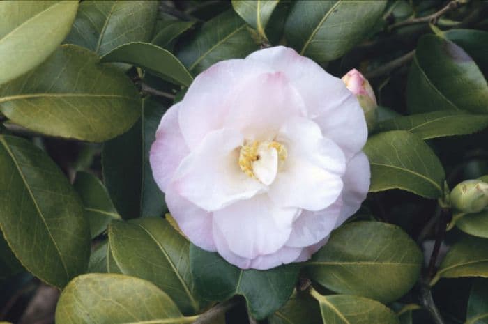 camellia 'Doctor Tinsley'