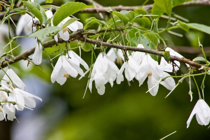 two-winged silverbell Magniflora Group