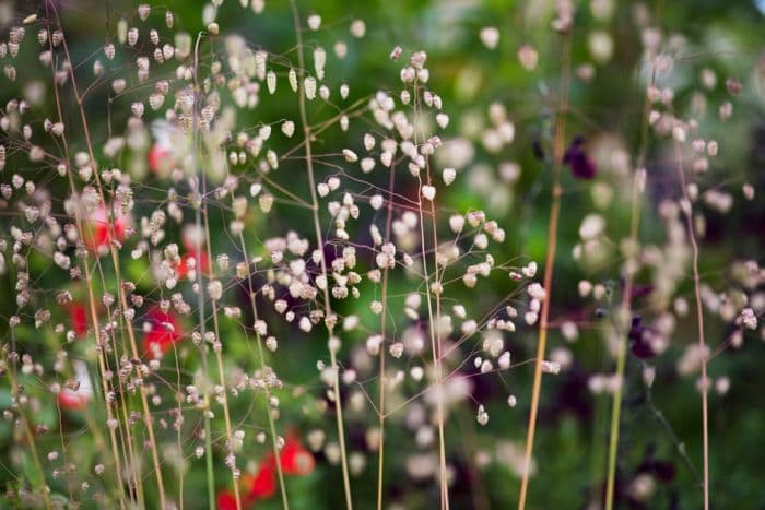 quaking grass 'Limouzi'