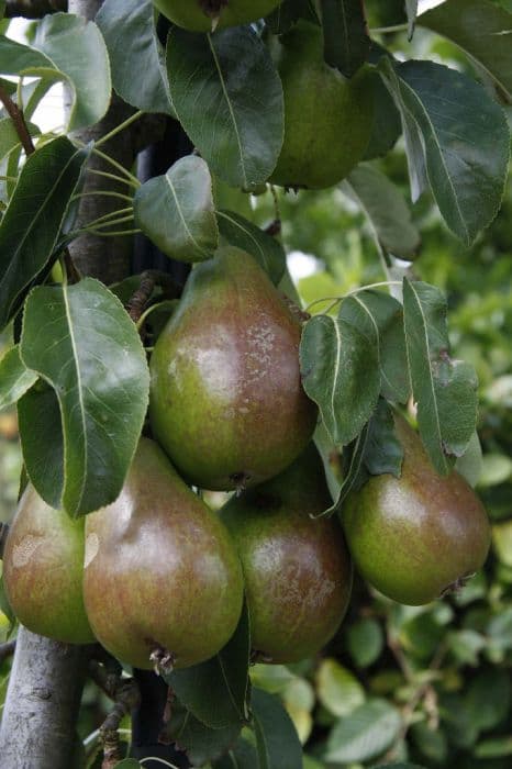 pear 'Louise Bonne of Jersey'