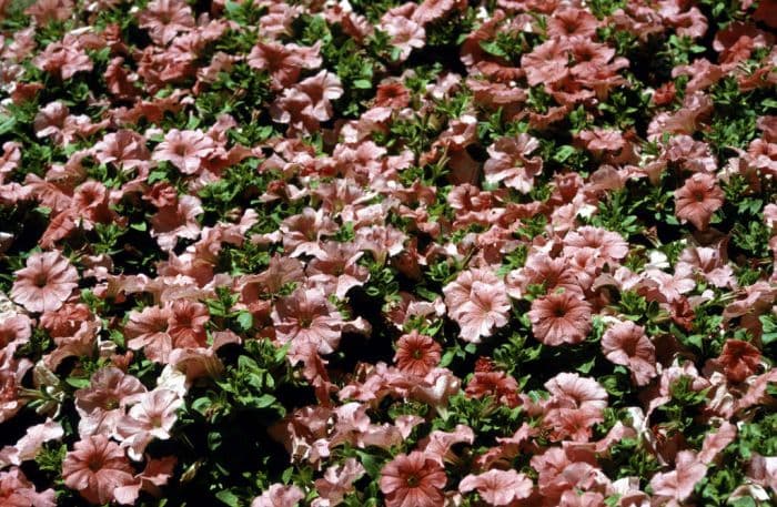 petunia 'Storm Salmon'