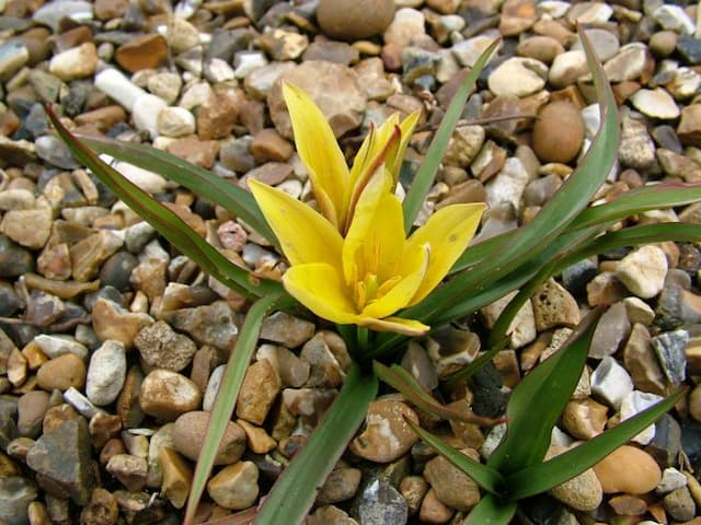 Tulip 'Tity's Star'