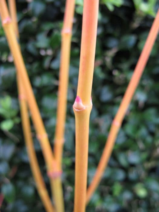 Japanese maple 'Bi Ho'