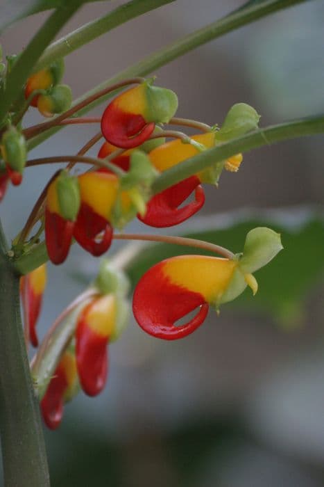 parrot plant