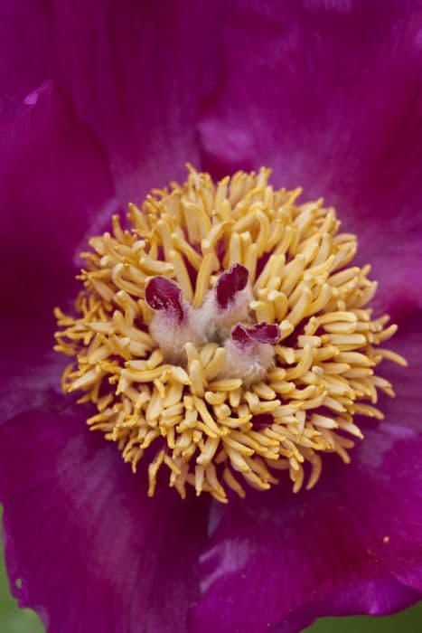 wild peony