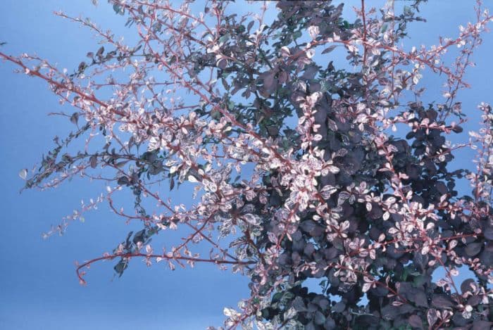 Japanese barberry 'Harlequin'