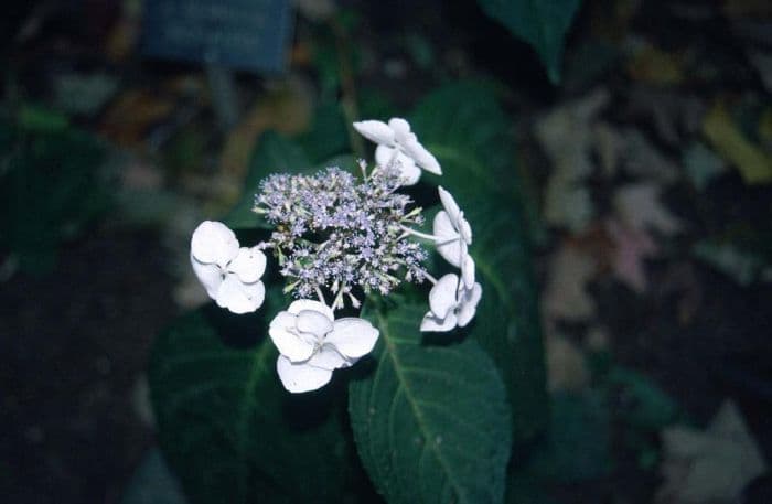 hydrangea 'Rosalba'