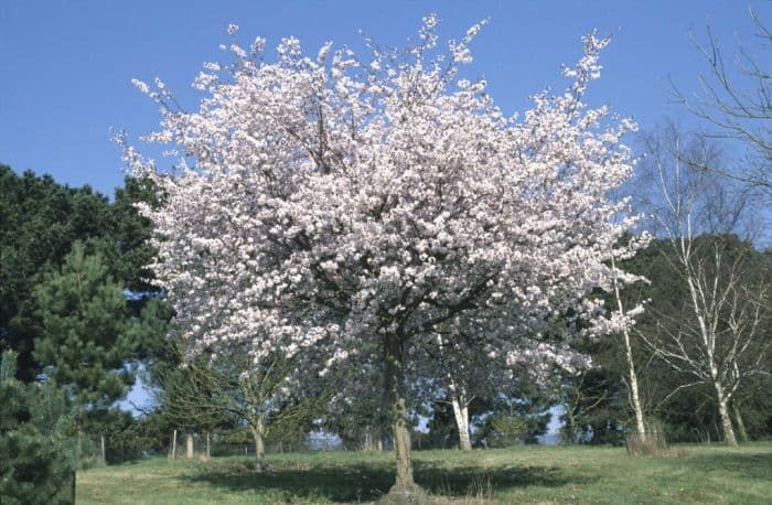 cherry 'Hillieri'