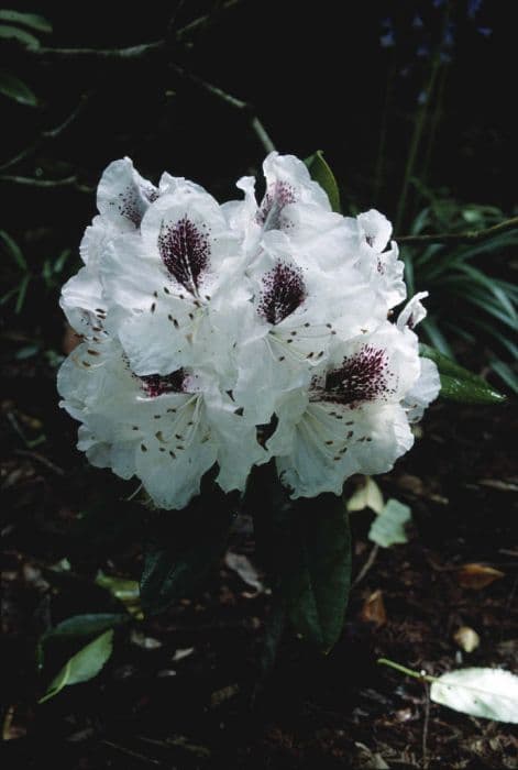 rhododendron 'Sappho'