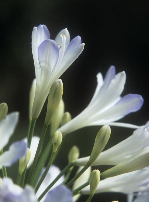 African lily 'Phantom'