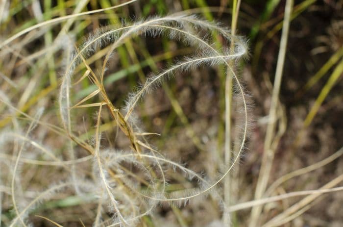 bearded feather grass