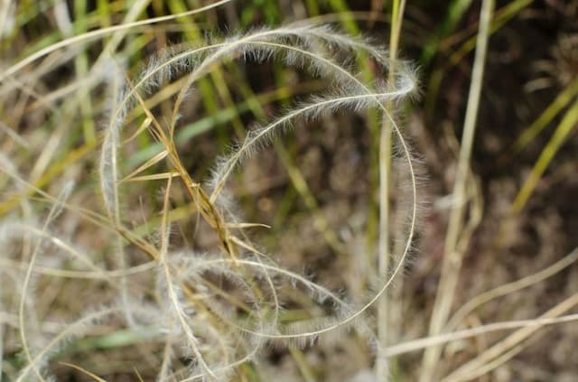 Bearded feather grass