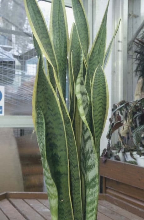 variegated snake plant