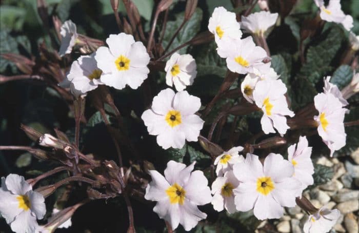 polyanthus 'Guinevere'