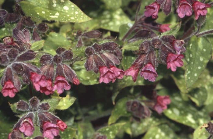 lungwort 'Leopard'