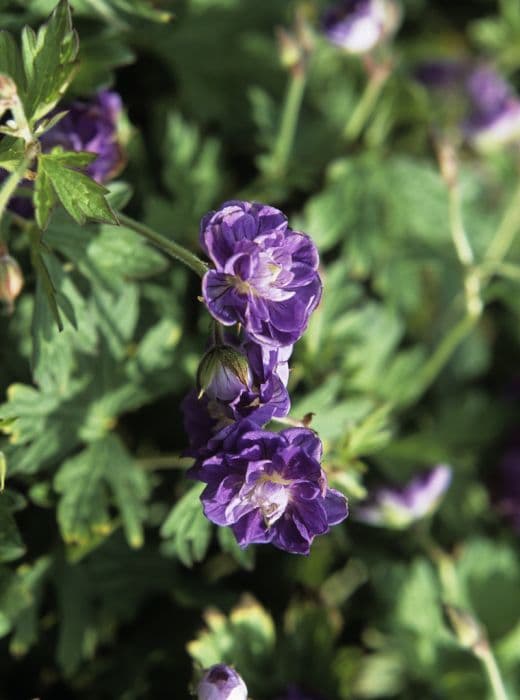 Himalayan cranesbill 'Plenum'