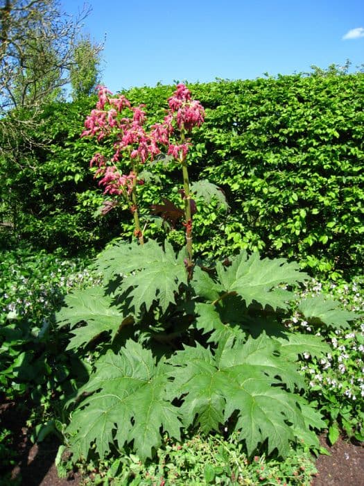 Chinese rhubarb