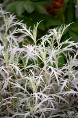 western mugwort 'Silver Queen'