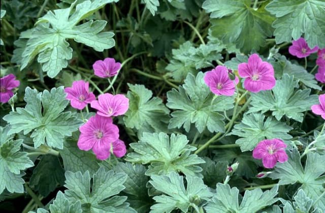 Geranium 'Russell Prichard'