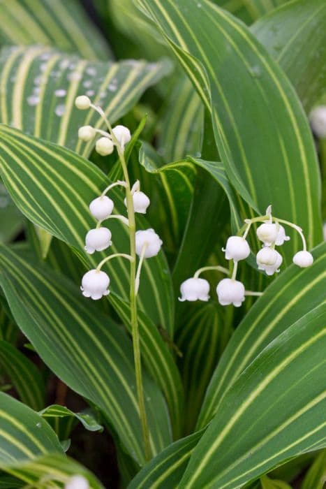 Lily of the valley 'Albostriata'
