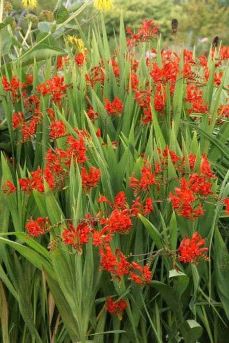 montbretia 'Lucifer'