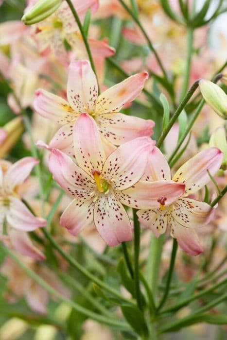 lily 'Corsage'