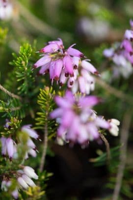 heather 'Tybesta Gold'