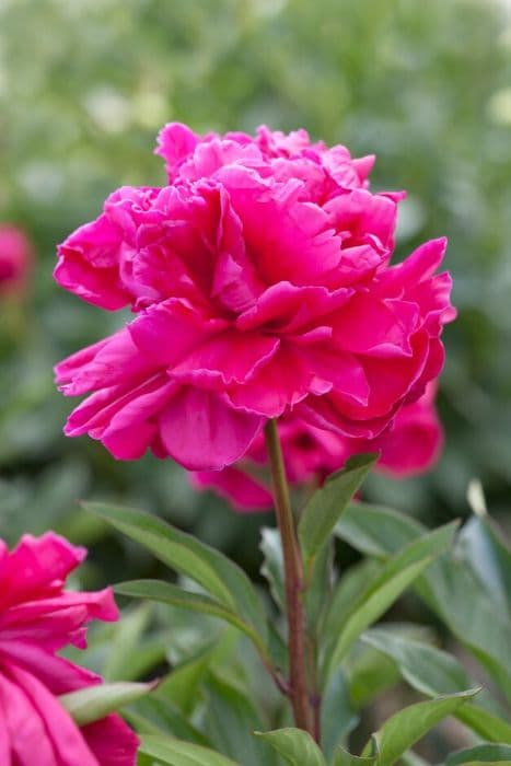 peony 'Félix Crousse'