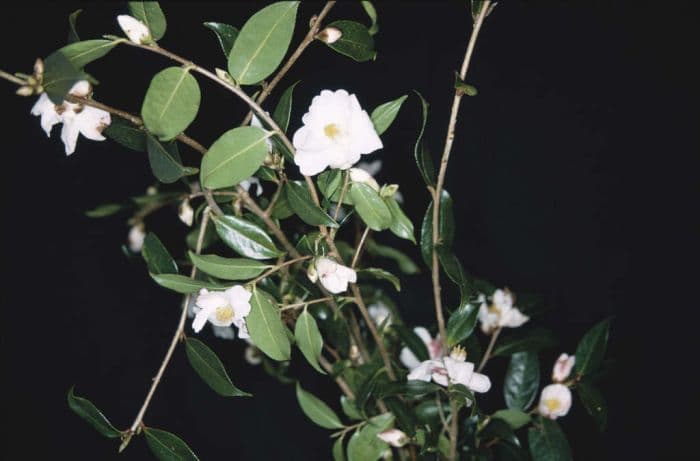 camellia 'Cornish Snow'